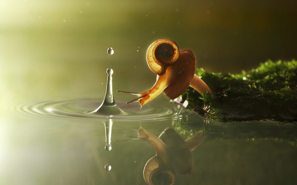 snail_with_a_water_drop